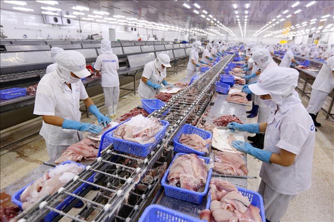 Tra fish exports to EU to surge in 2019 - VNA Photos - Vietnam News ...