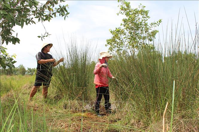 Photo: Local people collects co bang (grey sedge) to make grass straws. The grey sedge grows locally, naturally and does not require any pesticide. VNA Photo: Đức Hạnh 
