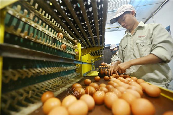 Trong ảnh: Nhân viên Delco Farm thu hoạch trứng gà theo quy trình và dây truyền của trang trại. Ảnh: Minh Quyết – TTXVN