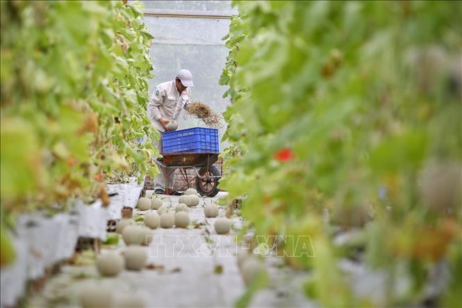 Trong ảnh: Nhân viên Delco Farm thu hoạch dưa lưới KimoJi, là một trong những dòng dưa chất lượng của Nhật Bản, hiện cũng chưa có mặt nhiều trên thị trường Việt Nam. Ảnh: Minh Quyết – TTXVN
