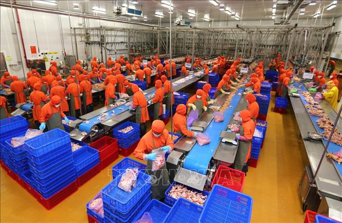 Nỗ lực vượt qua khó khăn, Hà Nội đóng vai trò quan trọng của nền kinh tế quốc dân trong tiến trình công nghiệp hóa, hiện đại hóa đất nước. Trong ảnh: Công ty Cổ phần Chăn nuôi C.P Việt Nam (vốn đầu tư của Thái Lan), chi nhánh Hà Nội đầu tư dây chuyền chế biến sản phẩm sử dụng công nghệ thanh trùng hiện đại của Châu Âu. Ảnh: Danh Lam – TTXVN