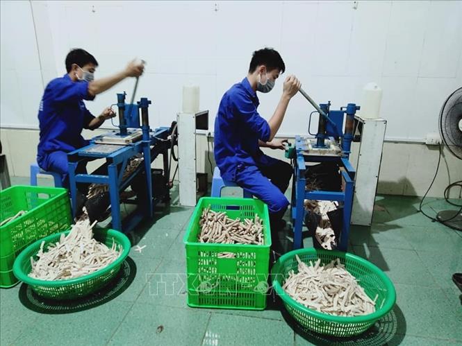 Trong ảnh: Công nhân chế biến dược liệu tại Công ty Cổ phần Đông Y Dược Thăng Long (Hà Nội). Ảnh: Tuyết Mai-TTXVN
