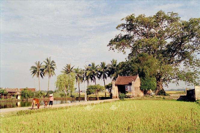 Trong chiến lược sâu rộng kéo dài 2 năm (2019 - 2020) tại Việt Nam, UNESCO đặc biệt coi trọng hợp tác với TP Hà Nội về bảo tồn di sản, trong đó có làng cổ Đường Lâm và Hoàng Thành Thăng Long cũng như đề xuất Hà Nội trở thành TP đầu tiên của Việt Nam tham gia Mạng lưới Thành phố sáng tạo của UNESCO. Trong ảnh: Làng cổ Đường Lâm (thị xã Sơn Tây) là điểm du lịch thu hút nhiều khách tham quan, trong đó có không ít du khách quốc tế. Ảnh: Nguyễn Thịnh-TTXVN