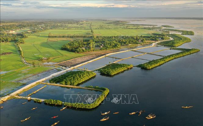 Trong ảnh: Vành đai xanh rừng ngập mặn ven đầm phá Tam Giang ở khu vực xã Quảng Lợi, huyện Quảng Điền. Ảnh: Hồ Cầu-TTXVN