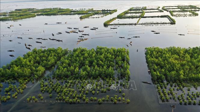 Trong ảnh: Rừng ngập mặn ven đầm phá Tam Giang ở khu vực xã Quảng Lợi, huyện Quảng Điền. Ảnh: Hồ Cầu-TTXVN