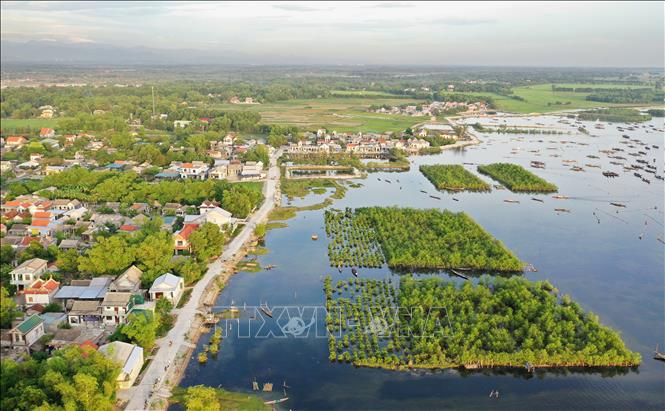 Trong ảnh: Rừng ngập mặn ven đầm phá Tam Giang phát triển xanh tốt nằm án ngữ trước những ngôi làng ở khu vực xã Quảng Lợi, huyện Quảng Điền. Ảnh: Hồ Cầu-TTXVN