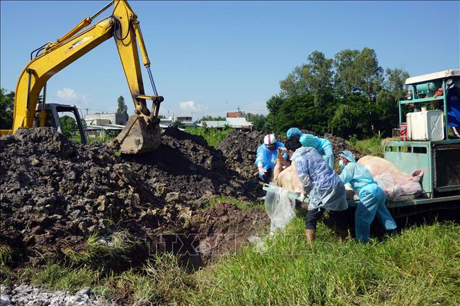 Trong ảnh: Lực lượng chức năng tiến hành tiêu hủy số lợn bị bệnh Dịch tả lợn châu Phi tại xã Tân Hòa vào sáng 14/7. Ảnh: Công Mạo-TTXVN