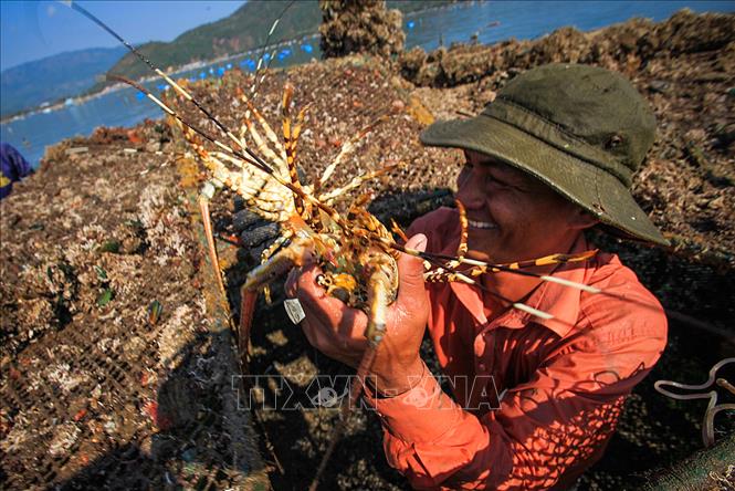 Trong ảnh: Niềm vui của người nuôi ở Vịnh Xuân Đài (thị xã Sông Cầu) khi chuẩn bị xuất mẻ tôm hùm khỏe và đủ trọng lượng tiêu chuẩn ra thị trường. Ảnh: Trọng Đạt - TTXVN   