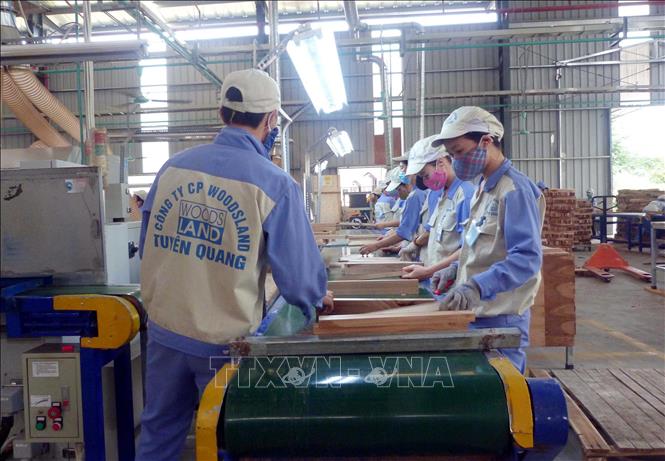 Trong ảnh: Công nhân làm việc tại Công ty Cổ phần Woodsland Tuyên Quang được trang bị đầy đủ đồ dùng, phương tiện bảo hộ lao động. Ảnh: Quang Đán – TTXVN