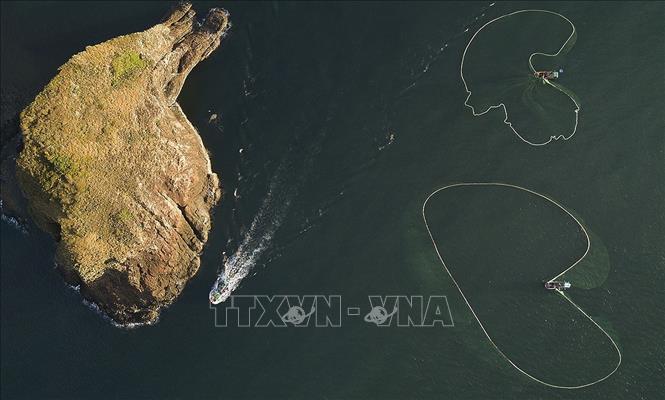 Photo: Phu Yen province's fishermen spread large nets to catch anchovies near Yen islet. VNA Photo: Trọng Đạt 