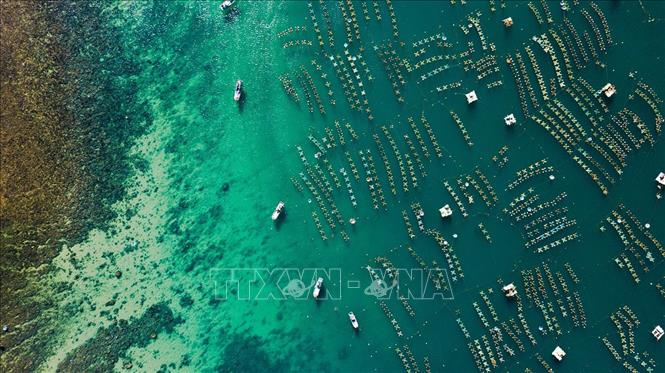 Photo: Phu Yen province's lobster farms are like neat rows of Xs on the emerald blue water. VNA Photo: Trọng Đạt 