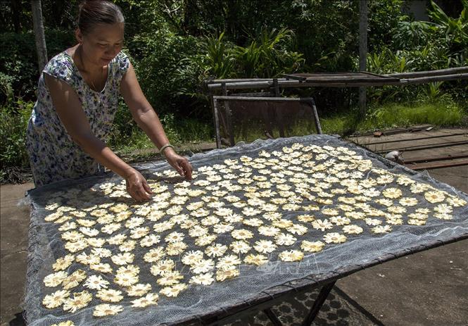 Trong ảnh: Phơi khóm Tắc Cậu để làm nhân bánh. Ảnh: Hồng Đạt - TTXVN
