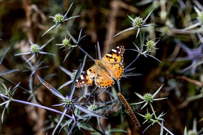 Trong ảnh: Loài bướm vẽ (Painted Lady butterfly). Ảnh: AFP/TTXVN
