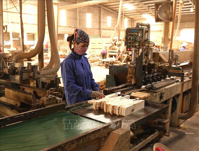 Trong ảnh: Chế biến gỗ tại nhà máy của Công ty TNHH Vũ Thịnh. Ảnh: Vũ Sinh - TTXVN