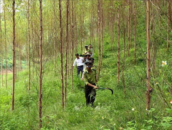 Trong ảnh: Lực lượng Kiểm lâm phối hợp với chủ rừng đi tuần tra, bảo vệ rừng tại xã Đồng Vương, huyện Yên Thế. Ảnh: Vũ Sinh - TTXVN