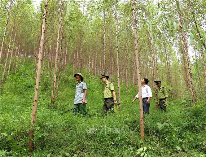 Trong ảnh: Lực lượng Kiểm lâm phối hợp với chủ rừng đi tuần tra, bảo vệ rừng tại xã Đồng Vương, huyện Yên Thế. Ảnh: Vũ Sinh - TTXVN