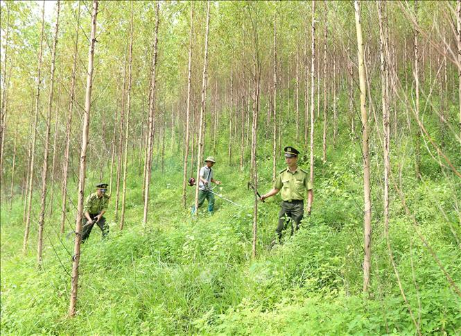 Trong ảnh: Lực lượng Kiểm lâm phối hợp với các chủ rừng chăm sóc rừng trồng gỗ lớn tại xã Đồng Vương, huyện Yên Thế. Ảnh: Vũ Sinh - TTXVN