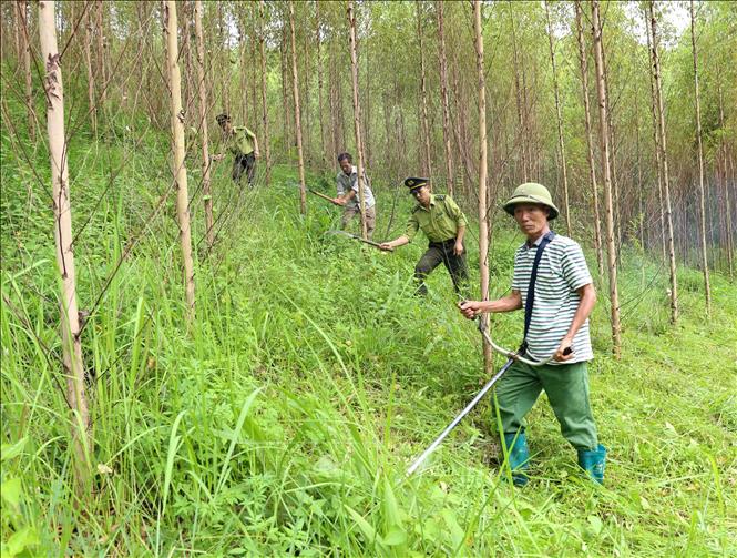 Trong ảnh: Lực lượng Kiểm lâm phối hợp với các chủ rừng chăm sóc rừng trồng gỗ lớn tại xã Đồng Vương, huyện Yên Thế. Ảnh: Vũ Sinh - TTXVN