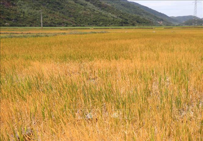 Trong ảnh: Hàng trăm ha lúa vụ Hè Thu năm 2019 xã Hòa Xuân Đông, huyện Đông Hòa, đã héo khô do thiếu nước tưới. Ảnh: Phạm Cường-TTXVN