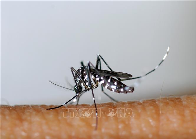 Trong ảnh: Muỗi vằn, có tên khoa học là Aedes albopictus. Ảnh: AFP/ TTXVN