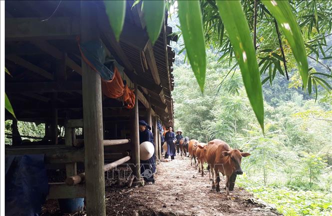 Trong ảnh: Mô hình di dời chuồng trại, thực hiện chăn nuôi tập trung ở xã Đàm Thủy, huyện Trùng Khánh, tỉnh Cao Bằng. Ảnh: Chu Hiệu - TTXVN