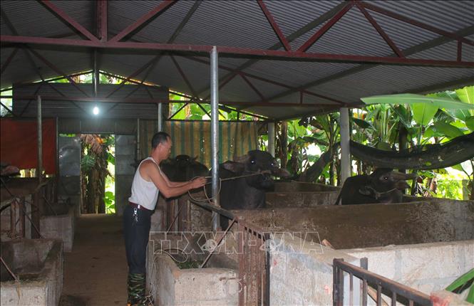 Trong ảnh: Mô hình di dời chuồng trại, thực hiện chăn nuôi tập trung của một hộ dân ở xã Tổng Cọt, huyện Hà Quảng, tỉnh Cao Bằng. Ảnh: Chu Hiệu - TTXVN