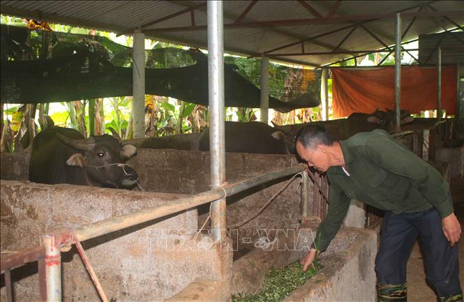 Trong ảnh: Mô hình di dời chuồng trại, thực hiện chăn nuôi tập trung của một hộ dân ở xã Tổng Cọt, huyện Hà Quảng,  tỉnh Cao Bằng. Ảnh: Chu Hiệu - TTXVN