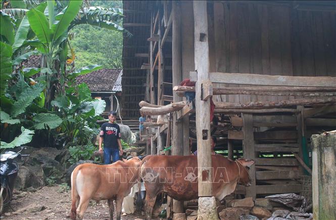 Trong ảnh: Nhiều hộ dân ở xã Tổng Cọt, huyện Hà Quảng,  tỉnh Cao Bằng còn nuôi gia súc dưới gầm sàn nhà ở. Ảnh: Chu Hiệu - TTXVN