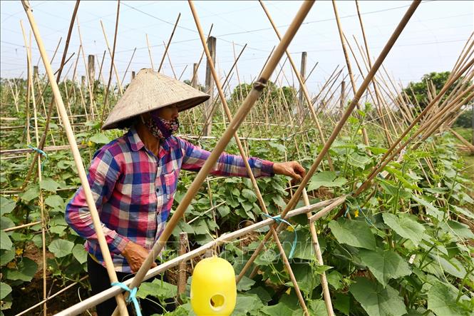 Trong ảnh: Vùng trồng rau sạch của Hợp tác xã Nông nghiệp Hương Ngải (Thạch Thất, Hà Nội), đơn vị đã lựa chọn Giải pháp xác thực nguồn gốc hàng hóa cung cấp sản phẩm rau, củ cho các công ty thực phẩm và siêu thị. Ảnh: Minh Quyết – TTXVN