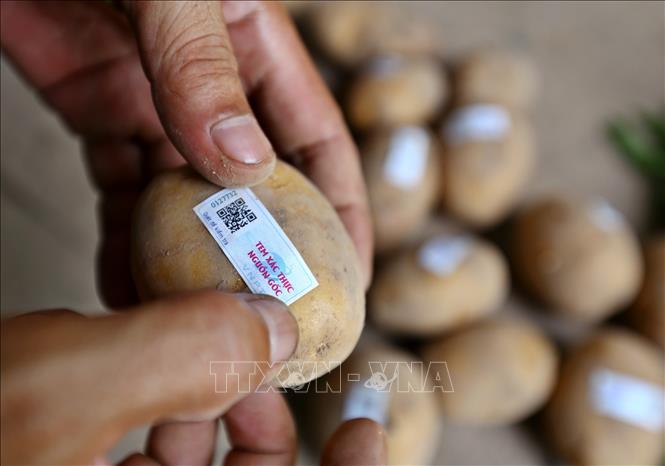 Trong ảnh: Dán tem xác thực nguồn gốc hàng hoá VNPT Check cho các sản phẩm nông sản của Hợp tác xã Nông nghiệp Hương Ngải (Thạch Thất, Hà Nội). Ảnh: Minh Quyết – TTXVN