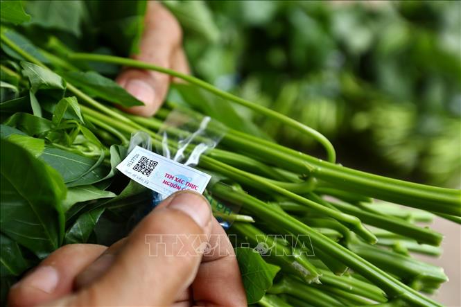 Trong ảnh: Giải pháp VNPT Check không chỉ giúp bảo đảm uy tín thương hiệu mà còn mở “cánh cửa” để đưa sản phẩm vào siêu thị, tham gia hội chợ, triển lãm... tiếp cận nhiều hơn với người tiêu dùng. Ảnh: Minh Quyết – TTXVN