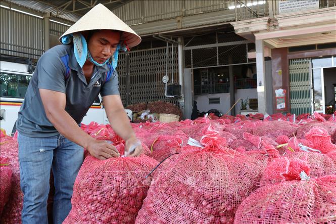 Trong ảnh: Đóng bao hành tím để vận chuyển đến nơi tiêu thụ. Ảnh: Nguyễn Thành - TTXVN