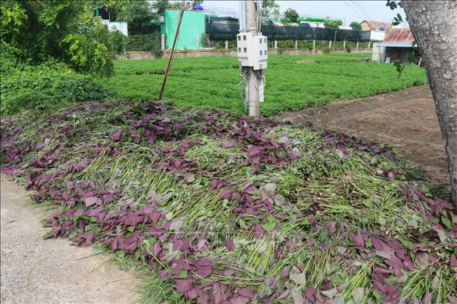 Trong ảnh: Rau tía tô trồng ở thôn Láng Cát, xã Tân Hải, thị xã Phú Mỹ đang “ế”, phải nhổ bỏ. Ảnh: Hoàng Nhị - TTXVN