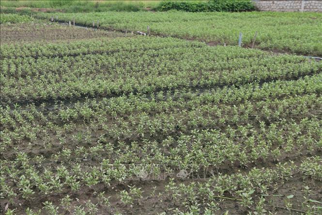 Trong ảnh: Vườn trồng rau thơm ở thôn Láng Cát, xã Tân Hải, thị xã Phú Mỹ bị hư hỏng do gặp mưa nhiều ngày qua. Ảnh: Hoàng Nhị - TTXVN