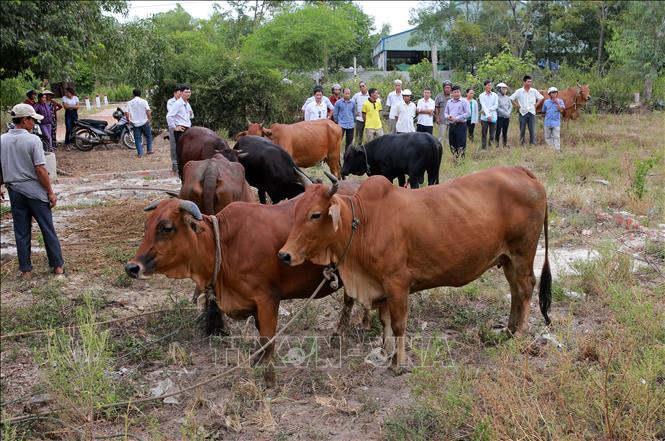 Trong ảnh: Nông dân tham quan mô hình đàn bò lai giống và bê con lai F1 (BBB) tại xã Hương Vân, thị xã Hương Trà. Ảnh: Hồ Cầu-TTXVN