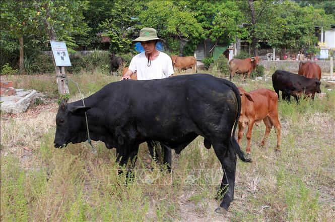 Trong ảnh: Bê lai F1 (BBB) gần 1 năm tuổi của 1 hộ gia đình ở xã Hương Vân, thị xã Hương Trà. Ảnh: Hồ Cầu-TTXVN