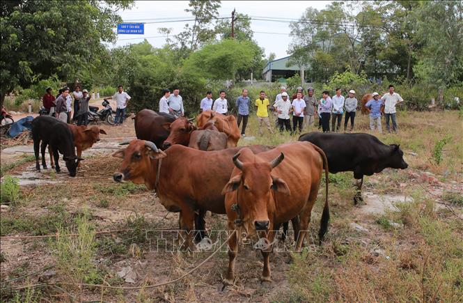 Trong ảnh: Nông dân tham quan mô hình đàn bò lai giống và bê con lai F1 (BBB) tại xã Hương Vân, thị xã Hương Trà. Ảnh: Hồ Cầu-TTXVN