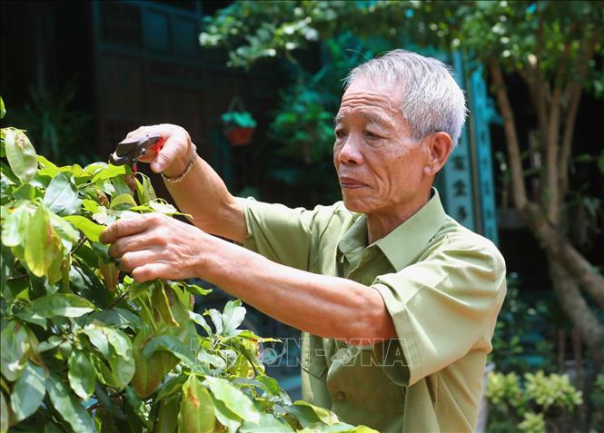 Trong ảnh: Ông Nguyễn Tứ Hùng chăm sóc cây cảnh của gia đình. Ảnh: Doãn Tấn, Văn Điệp – TTXVN