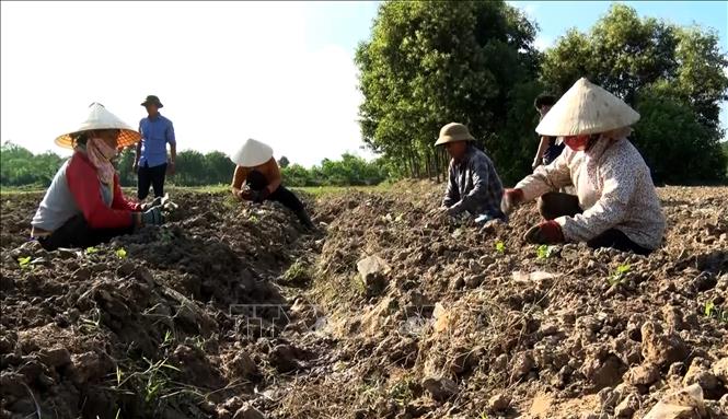 Trong ảnh: Mô hình trồng Cà Gai leo trên đất gò đồi của địa phương của anh Nguyễn Thanh Bình, xã Cự Nẫm, huyện Bố Trạch, tỉnh Quảng Bình cho thu nhập hiệu khoảng 200-250 triệu đồng/vụ/ha. Ảnh: Văn Tý-TTXVN