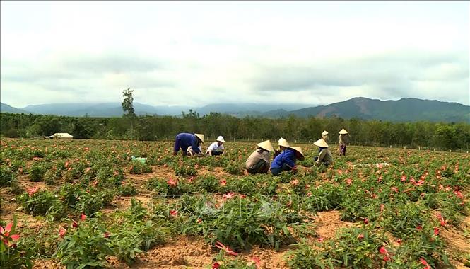 Trong ảnh: Mô hình trồng sâm Bố Chính tại huyện Bố Trạch và thành phố Đồng Hới của Công ty Tuệ Lâm thu lãi 200 triệu đồng/ha/năm. Ảnh: Văn Tý-TTXVN