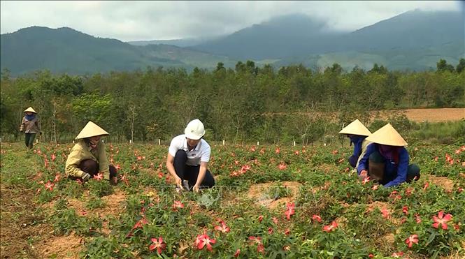 Trong ảnh: Mô hình trồng sâm Bố Chính tại huyện Bố Trạch và thành phố Đồng Hới của Công ty Tuệ Lâm thu lãi 200 triệu đồng/ha/năm. Ảnh: Văn Tý-TTXVN