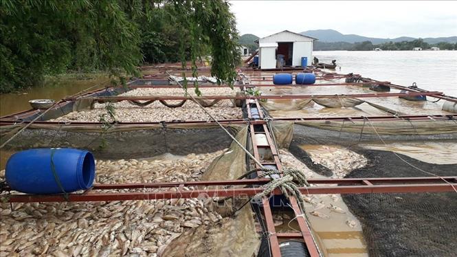 Đồng Nai thiệt hại trên 5.000 tấn cá do mưa kết hợp thủy điện xả lũ - Ảnh thời sự trong nước - Nội chính & Ngoại giao - Thông tấn xã Việt Nam (TTXVN)