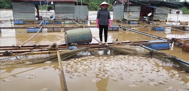 Đồng Nai thiệt hại trên 5.000 tấn cá do mưa kết hợp thủy điện xả lũ - Ảnh thời sự trong nước - Nội chính & Ngoại giao - Thông tấn xã Việt Nam (TTXVN)