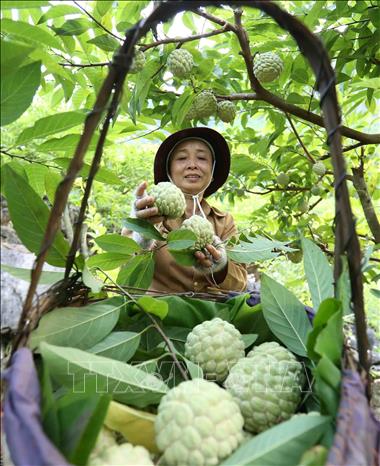Photo: A Nung ethnic farmer is harvesting custard apples in her garden in Lung Than hamlet, Dong Mo commune. VNA Photo: Vũ Sinh 
