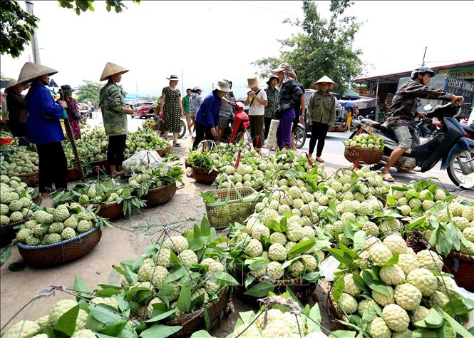 Photo: A custard apple market in Dong Banh town, Chi Lang district. VNA Photo: Vũ Sinh