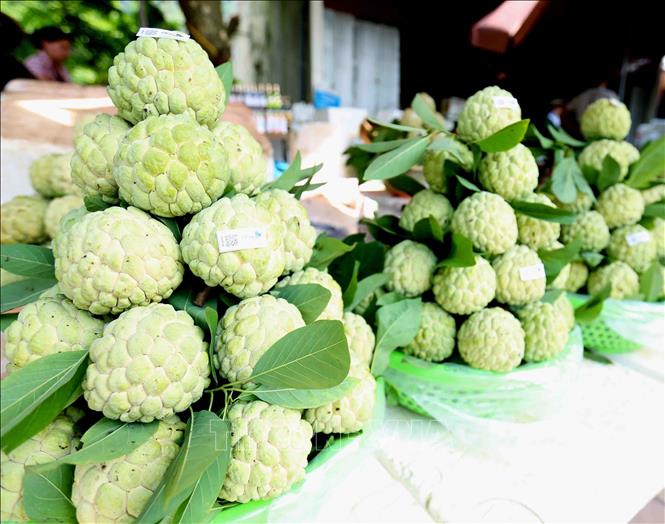 Photo: Chi Lang custard apples are well-known for their good appearance, texture, and tasty flavour. VNA Photo: Vũ Sinh