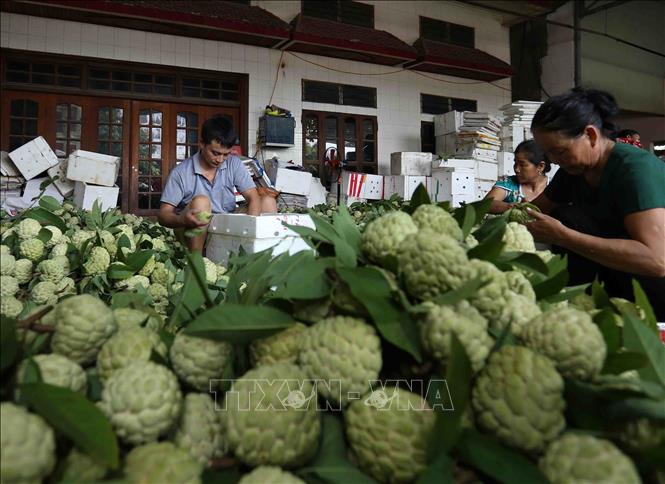 Photo: Custard apples are classified and packaged for export to China at an export business in Dong Banh town, Chi Lang district. VNA Photo: Vũ Sinh