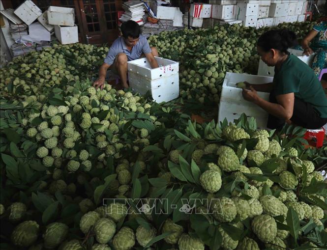 Photo: Custard apples are classified and packaged for export to China at an export business in Dong Banh town, Chi Lang district. VNA Photo: Vũ Sinh