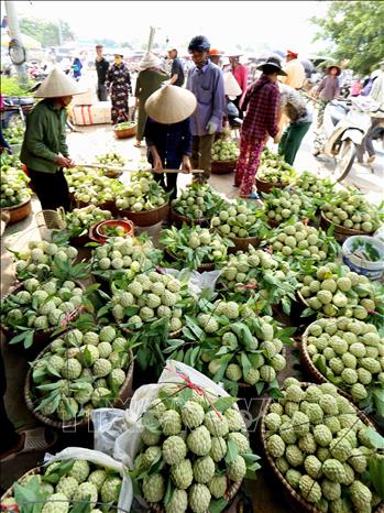 Photo: A custard apple market in Dong Banh town, Chi Lang district. VNA Photo: Vũ Sinh