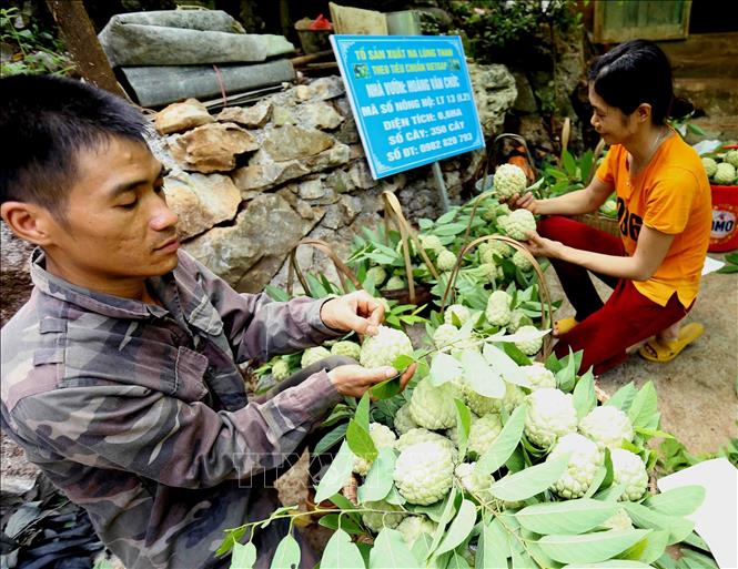 Photo: Stamping custard apples cultivated in accordance to VietGAP and GlobalGAP standards. VNA Photo: Vũ Sinh